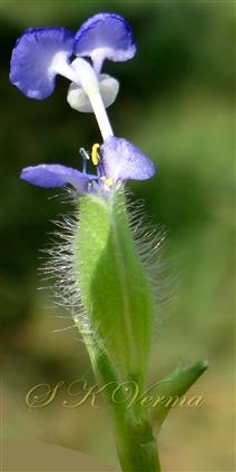  Spathe with aerial inflorescence